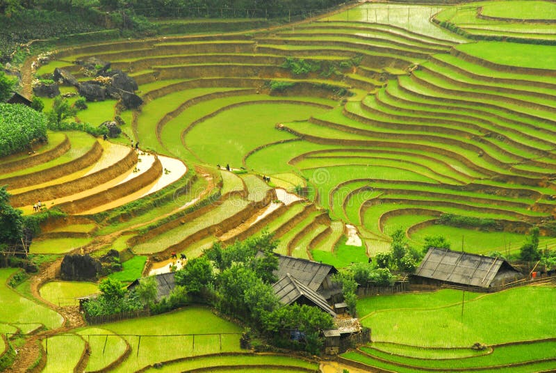 Ricefält i berg av Sapa