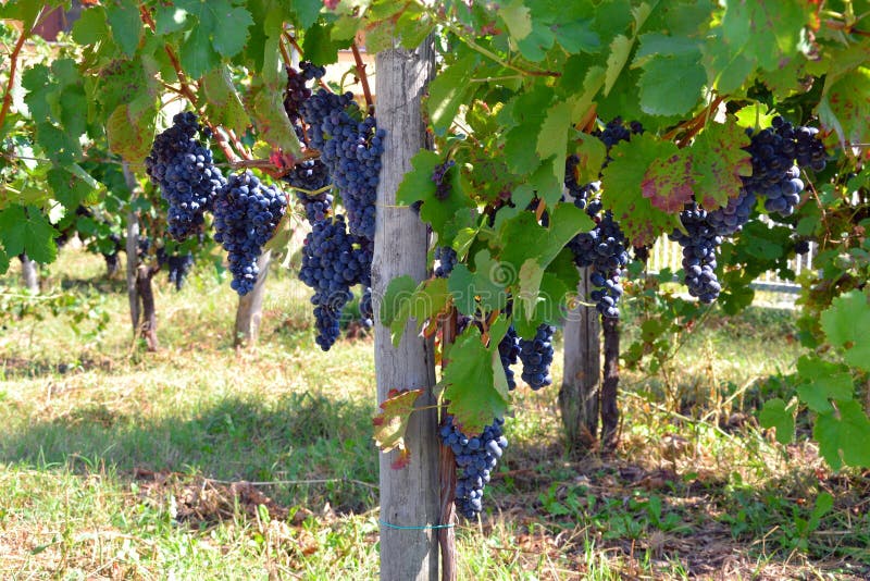 Blue/red/black grapes at a vinyard in Italy