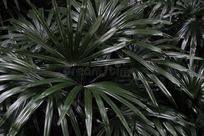 Rich dark green tropical leaf texture background, spa background concept