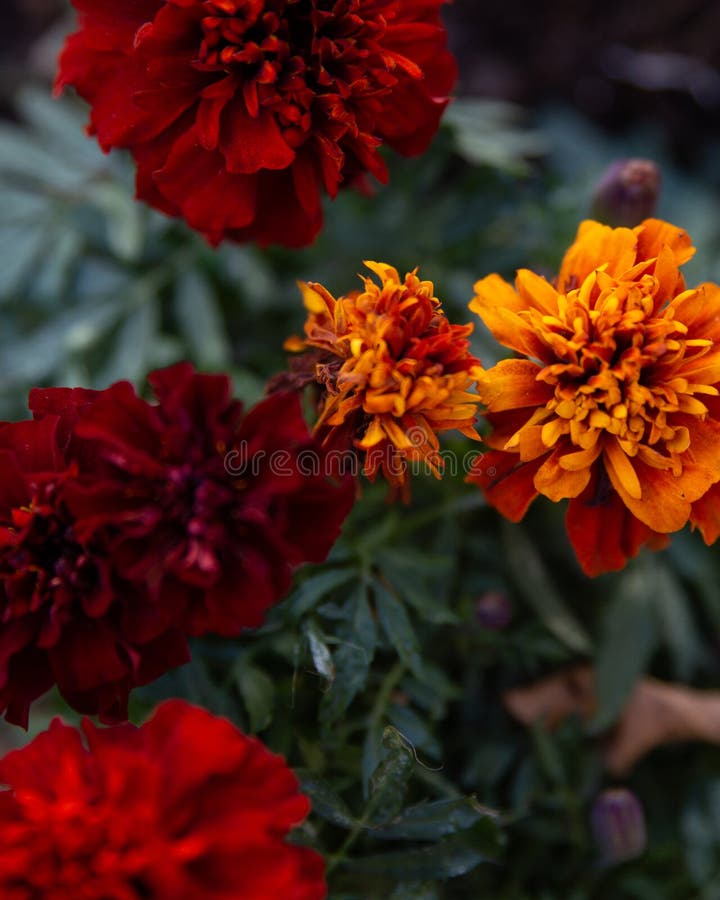 Rich Dark Orange French Marigolds Stock Photo Image of field, macro
