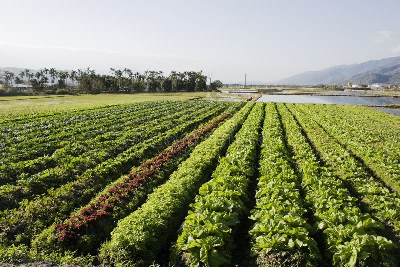 Rich Farmland, vegetable field