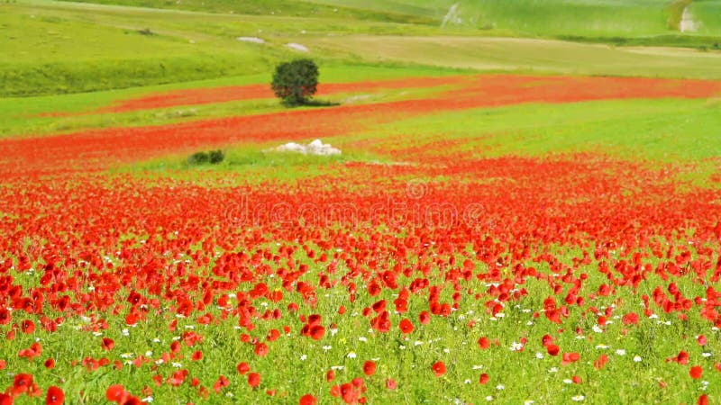 Rich green grass and poppies on the field