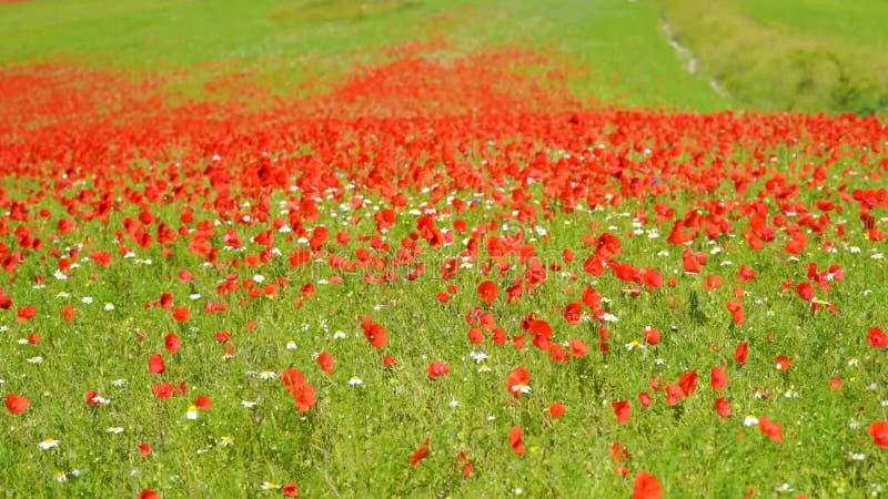 Rich green grass and poppies on the field