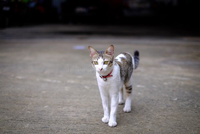 Richels buiten huis royalty-vrije stock afbeeldingen
