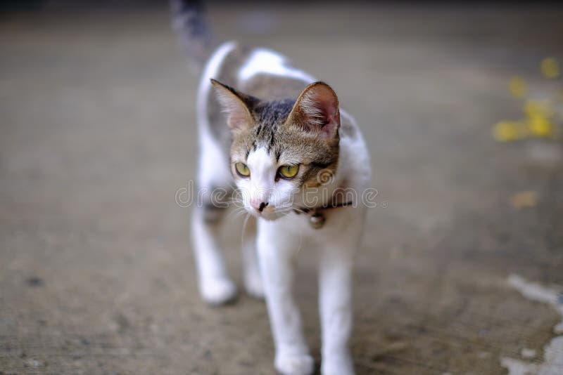 Richels buiten huis royalty-vrije stock foto