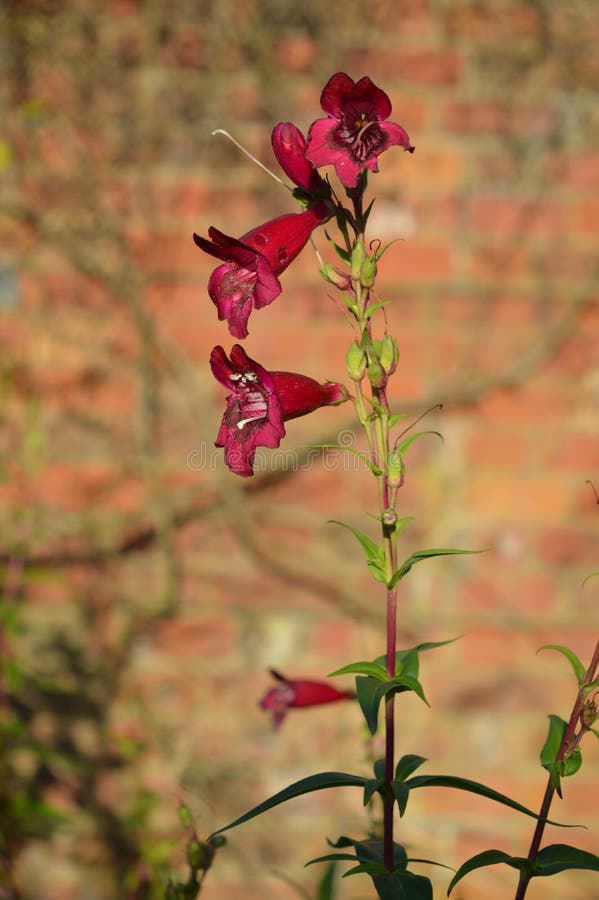 Riches de Penstemon rouges image stock Riches de Penstemon rouges image stock