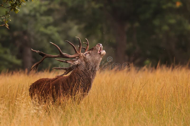 The red deer (Cervus elaphus) in the ferns during the rut in detail. The red deer (Cervus elaphus) in the ferns during the rut in detail