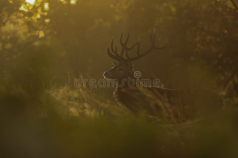 The red deer (Cervus elaphus) in the ferns in the backlight. The red deer (Cervus elaphus) in the ferns in the backlight