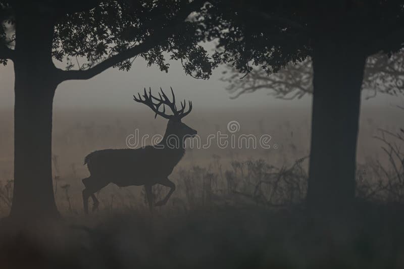 The red deer (Cervus elaphus) in the ferns during the fog. The red deer (Cervus elaphus) in the ferns during the fog