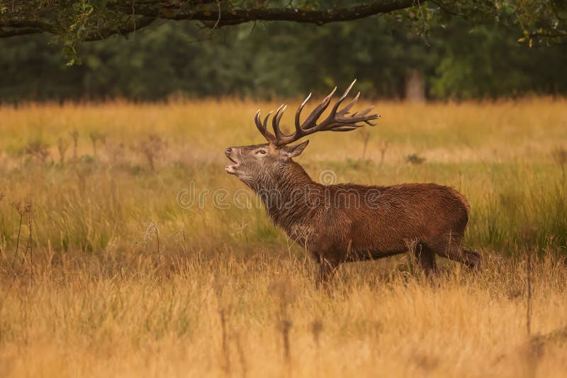 The red deer (Cervus elaphus) in the ferns during the rut. The red deer (Cervus elaphus) in the ferns during the rut