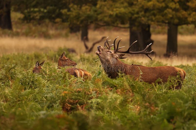 The red deer (Cervus elaphus) in the ferns in the colourful forest. The red deer (Cervus elaphus) in the ferns in the colourful forest