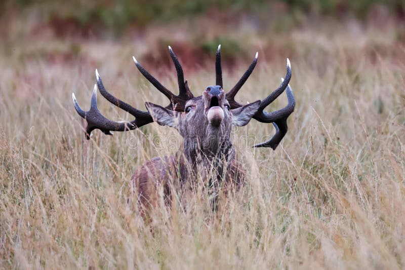 The red deer (Cervus elaphus) in the ferns in the detail. The red deer (Cervus elaphus) in the ferns in the detail