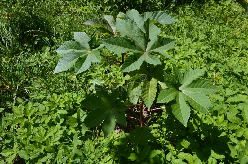 Ricinus communis, the castor oil plant, is a species of flowering plant in the spurge family, Euphorbiaceae. Ricinus communis, the castor oil plant, is a species of flowering plant in the spurge family, Euphorbiaceae