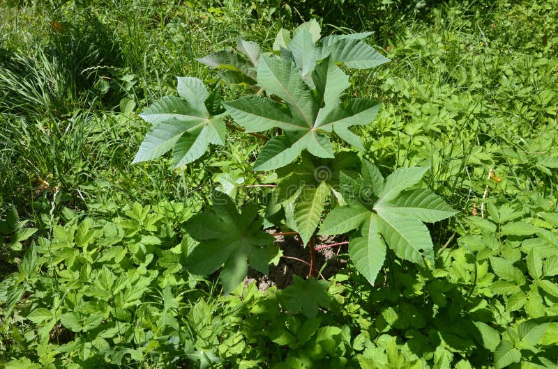 Ricinus communis, the castor oil plant, is a species of flowering plant in the spurge family, Euphorbiaceae. Ricinus communis, the castor oil plant, is a species of flowering plant in the spurge family, Euphorbiaceae