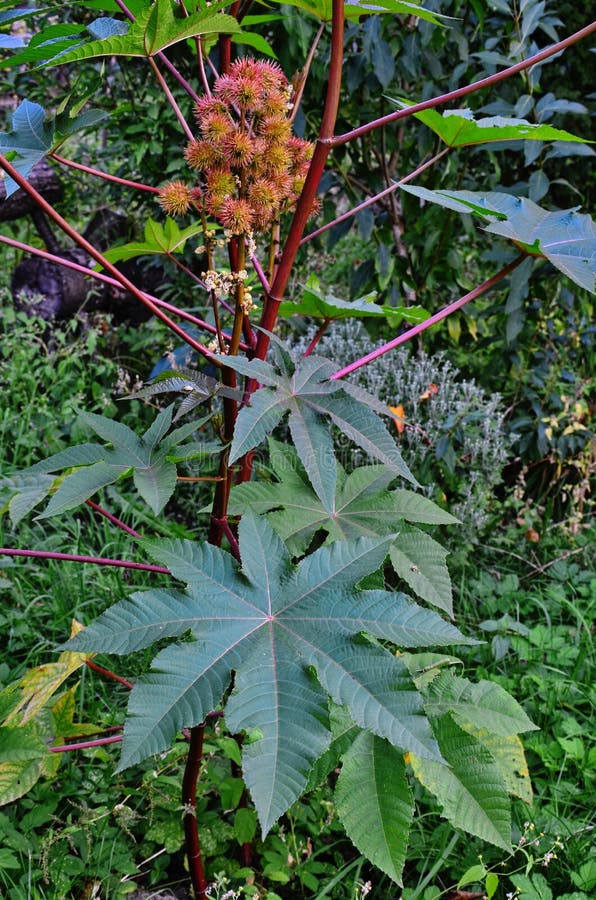 Ricinus communis, the castor oil plant, is a species of flowering plant in the spurge family, Euphorbiaceae. Ricinus communis, the castor oil plant, is a species of flowering plant in the spurge family, Euphorbiaceae