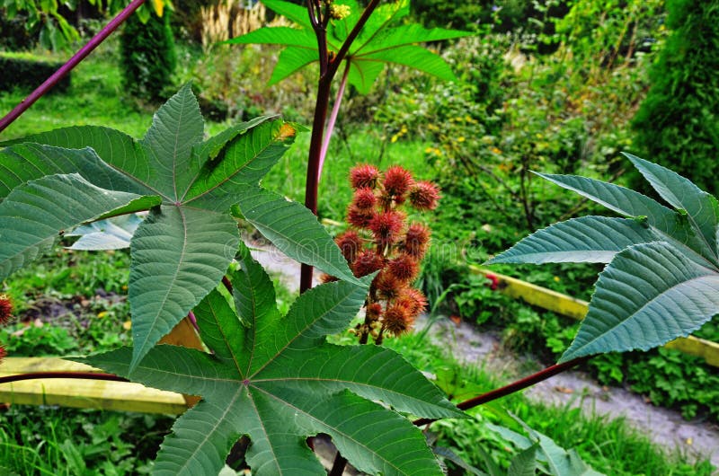 Ricinus communis, the castor oil plant, is a species of flowering plant in the spurge family, Euphorbiaceae. Ricinus communis, the castor oil plant, is a species of flowering plant in the spurge family, Euphorbiaceae