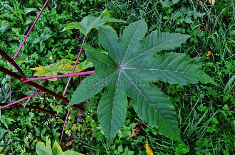 Ricinus communis, the castor oil plant, is a species of flowering plant in the spurge family, Euphorbiaceae. Ricinus communis, the castor oil plant, is a species of flowering plant in the spurge family, Euphorbiaceae