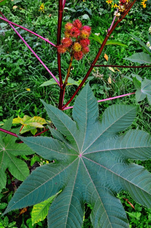 Ricinus communis, the castor oil plant, is a species of flowering plant in the spurge family, Euphorbiaceae. Ricinus communis, the castor oil plant, is a species of flowering plant in the spurge family, Euphorbiaceae