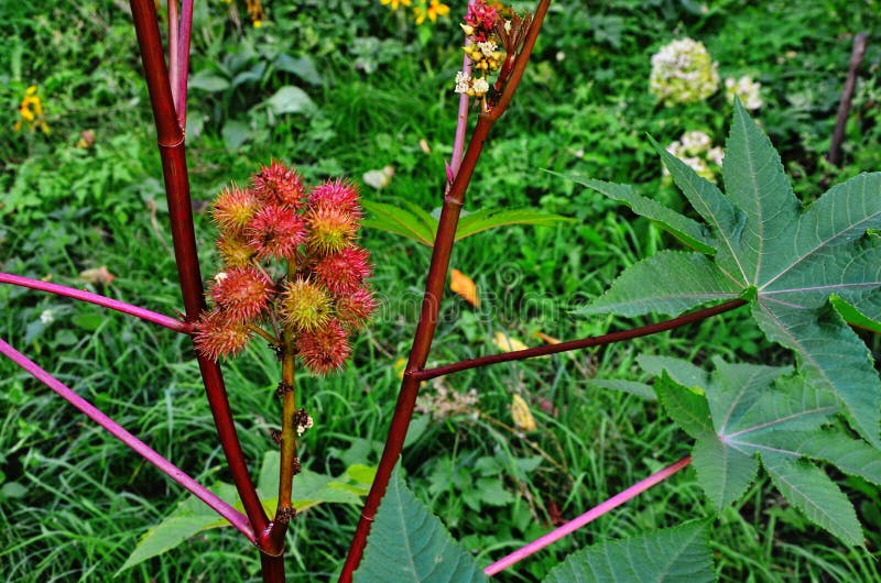 Ricinus communis, the castor oil plant, is a species of flowering plant in the spurge family, Euphorbiaceae. Ricinus communis, the castor oil plant, is a species of flowering plant in the spurge family, Euphorbiaceae