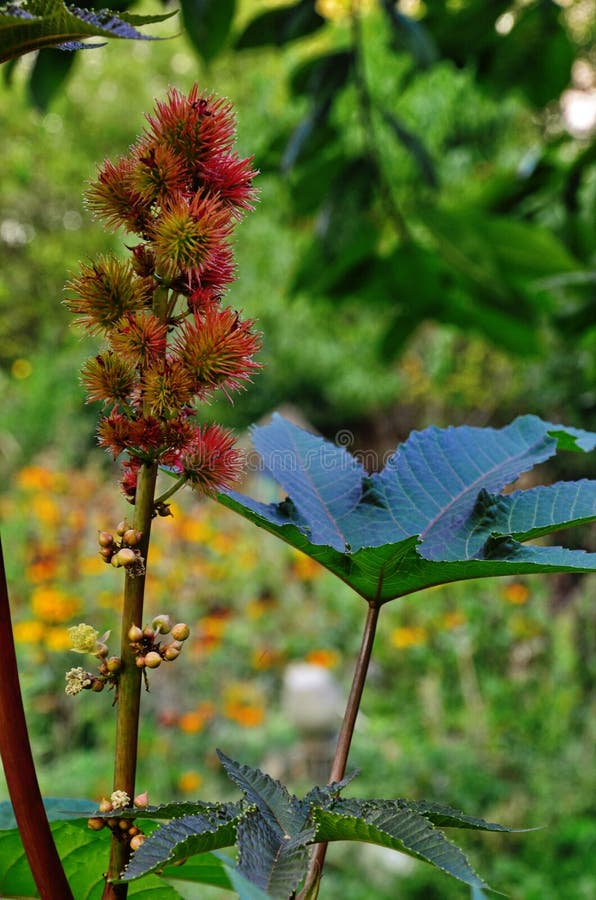 Ricinus communis, the castor oil plant, is a species of flowering plant in the spurge family, Euphorbiaceae. Ricinus communis, the castor oil plant, is a species of flowering plant in the spurge family, Euphorbiaceae