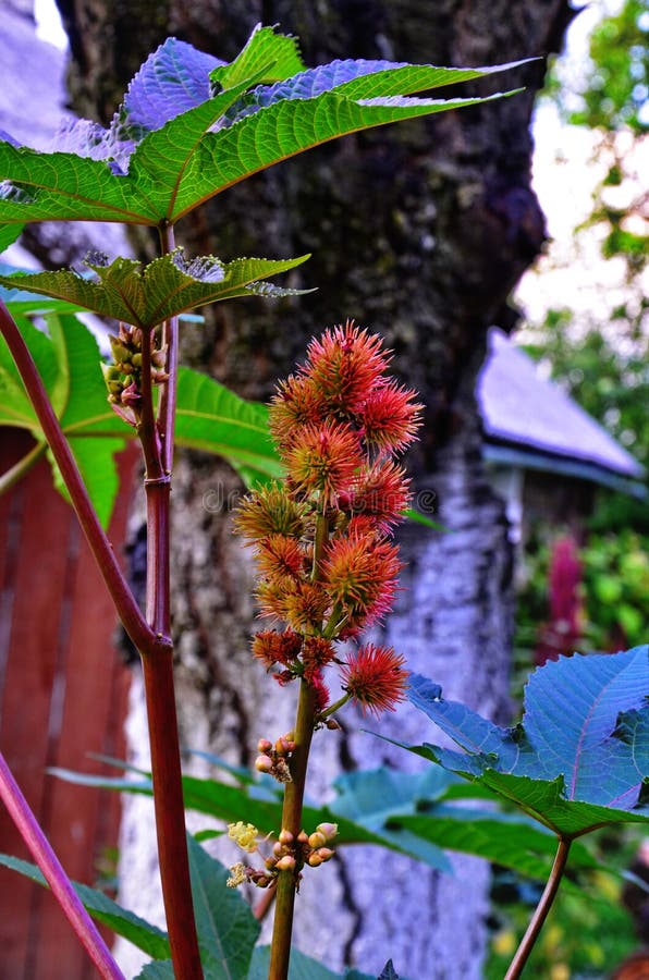 Ricinus communis, the castor oil plant, is a species of flowering plant in the spurge family, Euphorbiaceae. Ricinus communis, the castor oil plant, is a species of flowering plant in the spurge family, Euphorbiaceae