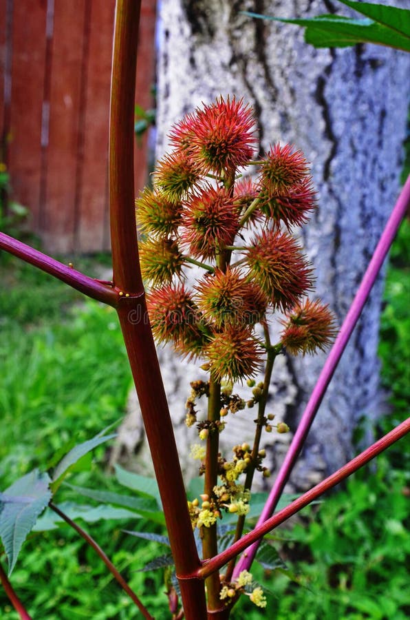 Ricinus communis, the castor oil plant, is a species of flowering plant in the spurge family, Euphorbiaceae. Ricinus communis, the castor oil plant, is a species of flowering plant in the spurge family, Euphorbiaceae