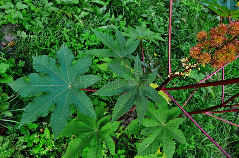 Ricinus communis, the castor oil plant, is a species of flowering plant in the spurge family, Euphorbiaceae. Ricinus communis, the castor oil plant, is a species of flowering plant in the spurge family, Euphorbiaceae