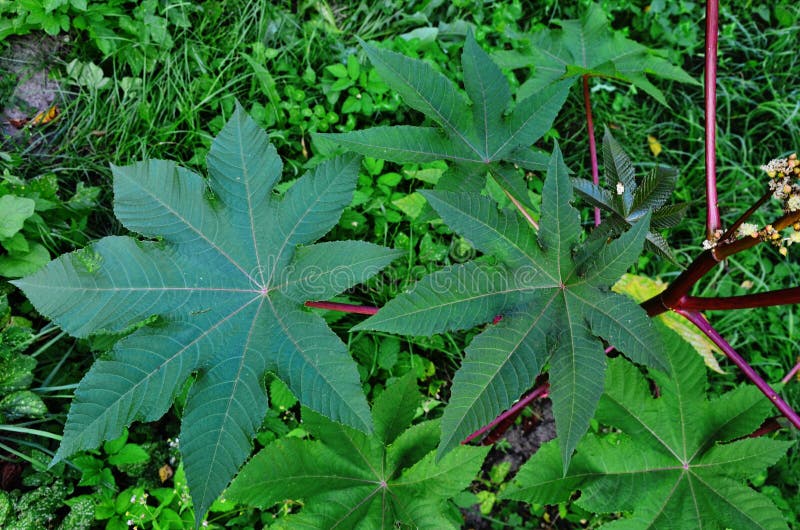 Ricinus communis, the castor oil plant, is a species of flowering plant in the spurge family, Euphorbiaceae. Ricinus communis, the castor oil plant, is a species of flowering plant in the spurge family, Euphorbiaceae