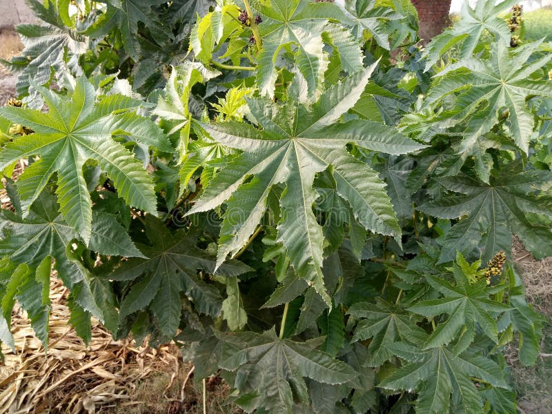 Castor Bean, Maple Weed stock photos Castor Bean, Maple Weed stock photos