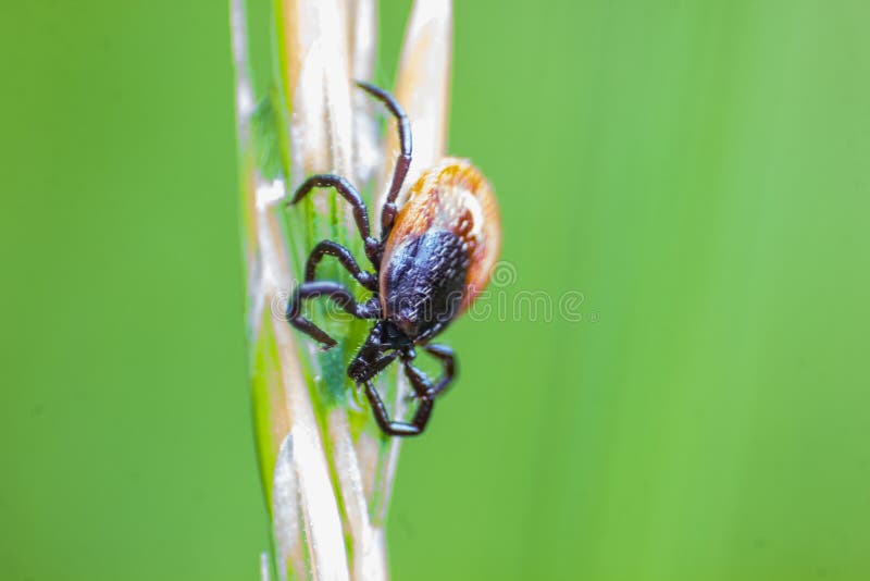 Ricinusen för Ixodes för fästing för svängbart hjulböna fotografering för bildbyråer Ricinusen för Ixodes för fästing för svängbart hjulböna fotografering för bildbyråer