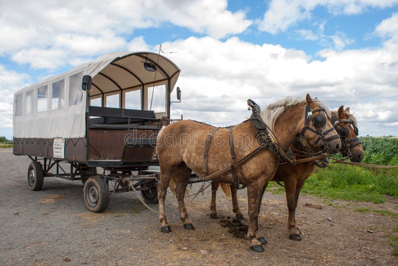 Ride Through The Flemish Fields With Horse And Covered Wagon. Stock