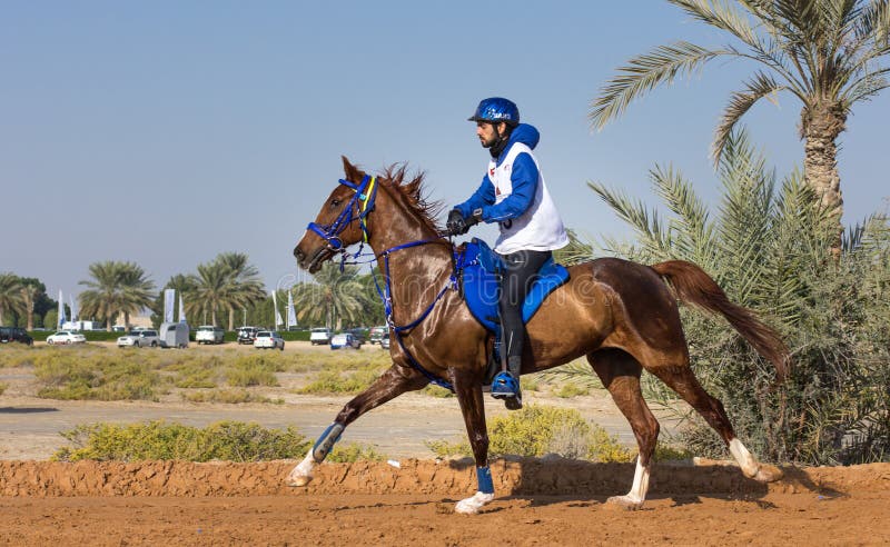 Rider participating in an endurance race. royalty free stock photography Rider participating in an endurance race. royalty free stock photography