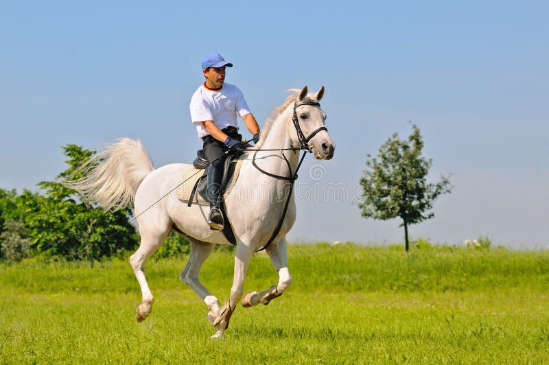 Rider on white arabian horse