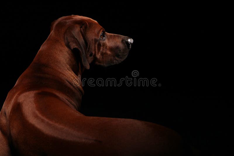 Ridge of Rhodesian Ridgeback