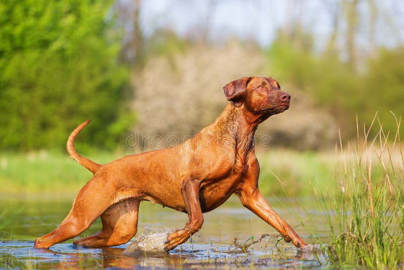 Ridgeback di Rhodesian che passa l'acqua fotografia stock libera da diritti Ridgeback di Rhodesian che passa l'acqua fotografia stock libera da diritti
