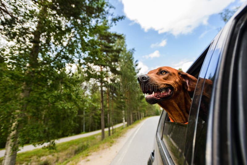 Ridgeback dog enjoying ride in car looking out of window