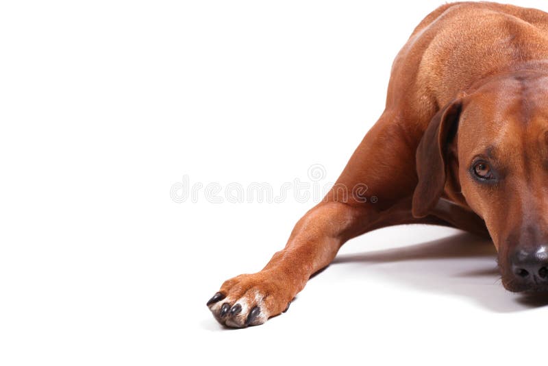 Right half of rhodesian ridgeback over white background, copyspace on the left. Right half of rhodesian ridgeback over white background, copyspace on the left