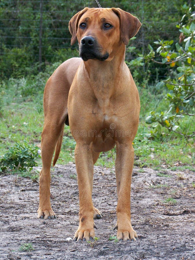 Ridgeback03 foto de archivo Ridgeback03 foto de archivo