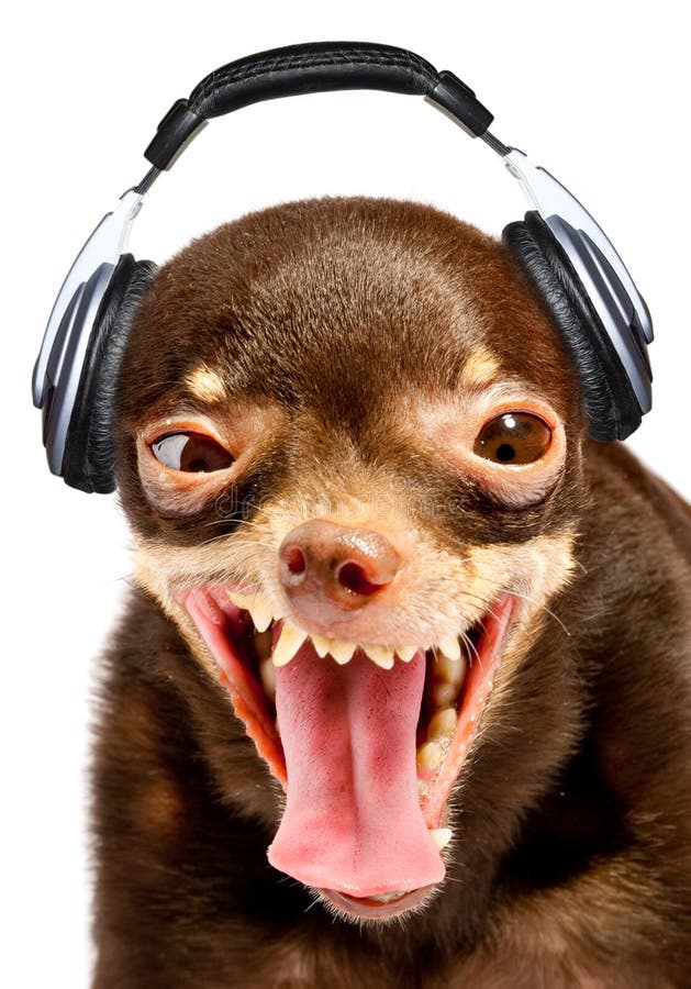 Ridículo el perro Disc jockey.