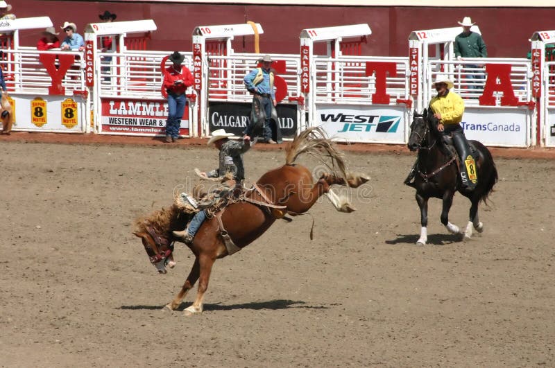 riding ковбоя мустанга bucking стоковая фотография riding ковбоя мустанга bucking стоковая фотография