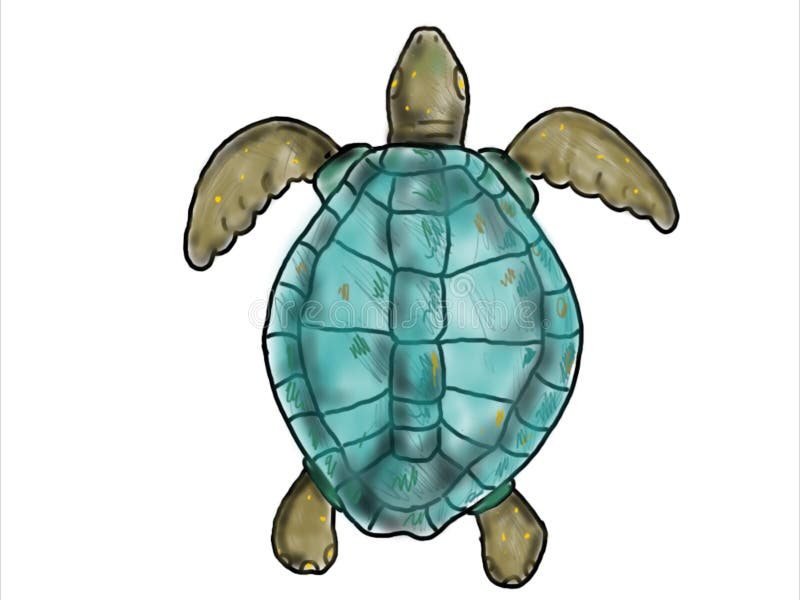 A Drawing of a Turtle in Color Pencil by Neeyellow on DeviantArt