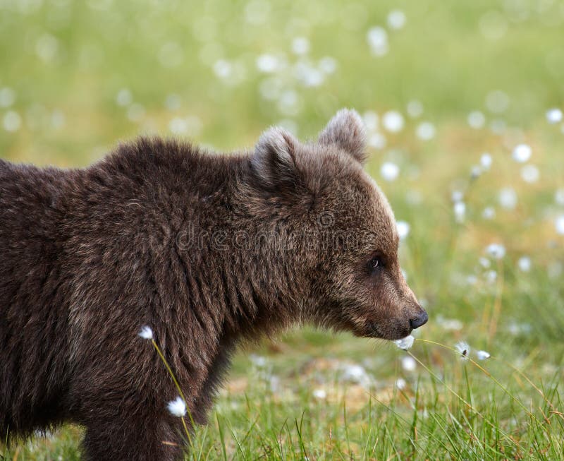 Riechende Blume Des Baren Stockfoto Bild Von Riechende 122404254