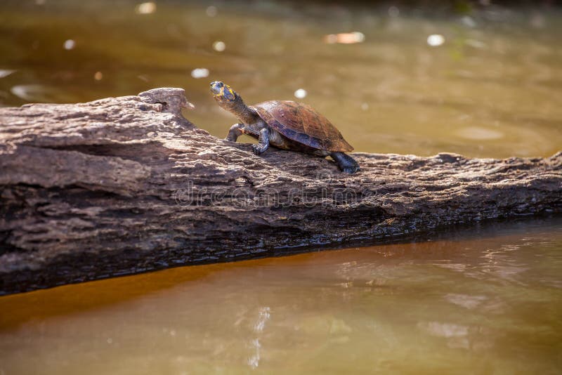 Riegue los unifillis de Podocnemys de la tortuga en el lago Sandoval, Peru Amazon imagenes de archivo Riegue los unifillis de Podocnemys de la tortuga en el lago Sandoval, Peru Amazon imagenes de archivo