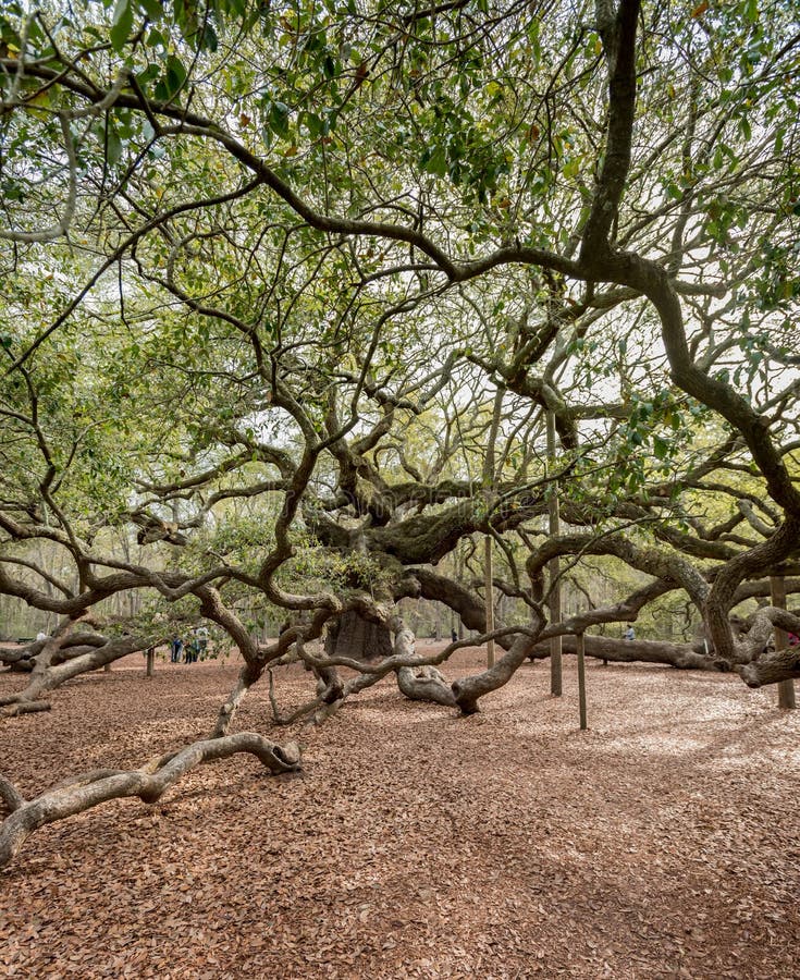 Riese Live Oak Tree in Charleston stockbilder Riese Live Oak Tree in Charleston stockbilder