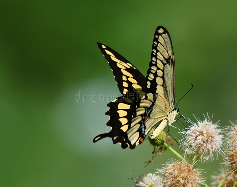 Riese Swallowtail-Schmetterling (Papilio-cresphontes) stockbilder Riese Swallowtail-Schmetterling (Papilio-cresphontes) stockbilder