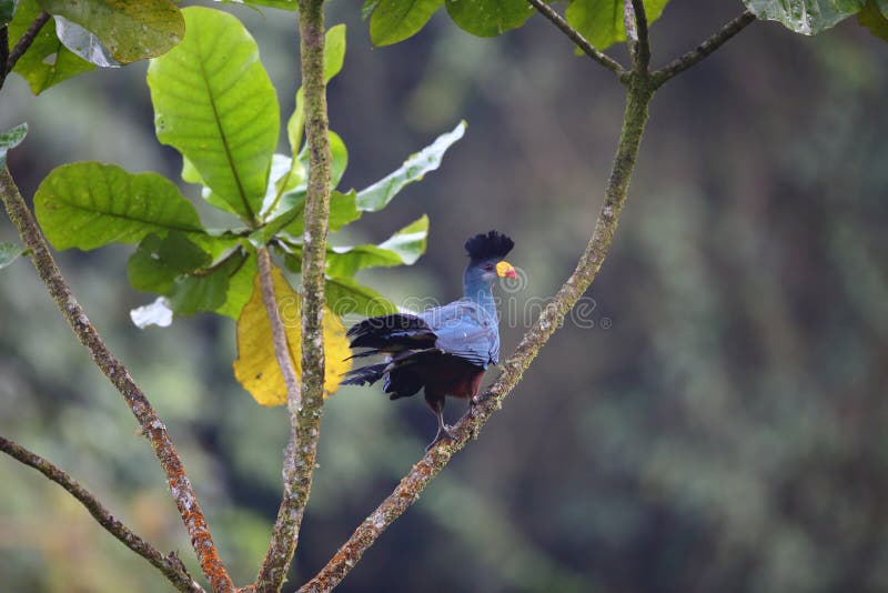 Great blue turaco (Corythaeola cristata) in Nyungwe National Park, Rwanda. Great blue turaco (Corythaeola cristata) in Nyungwe National Park, Rwanda