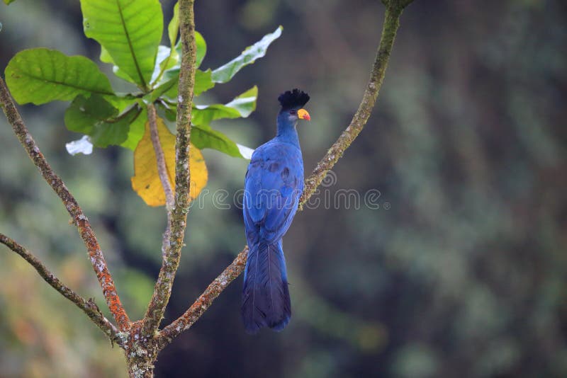 Great blue turaco (Corythaeola cristata) in Nyungwe National Park, Rwanda. Great blue turaco (Corythaeola cristata) in Nyungwe National Park, Rwanda