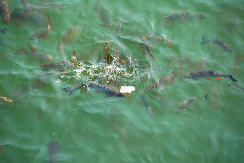 Riesenwels Im Abkühlenden Teich Stockbild Bild von welse, grün 106553487
