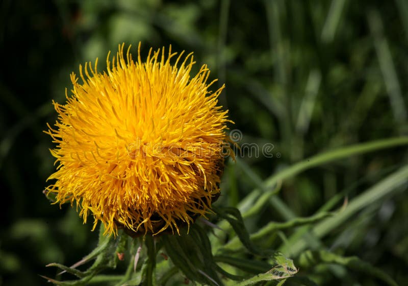 Riesige Flockenblumen-Aufschneider-Gelb-Blume lizenzfreie stockbilder Riesige Flockenblumen-Aufschneider-Gelb-Blume lizenzfreie stockbilder