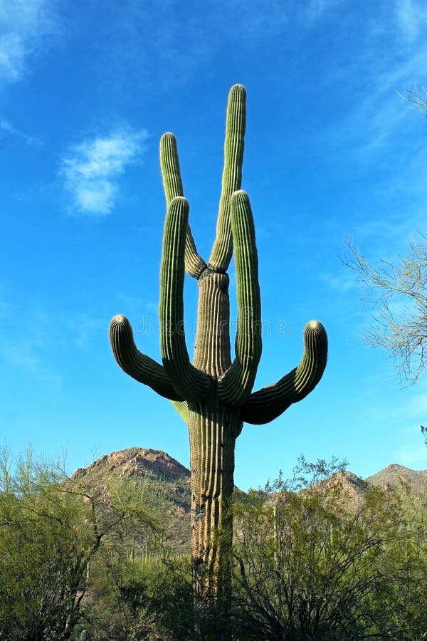 Riesige Saguaros, Saguaro-Nationalpark lizenzfreie stockfotografie Riesige Saguaros, Saguaro-Nationalpark lizenzfreie stockfotografie